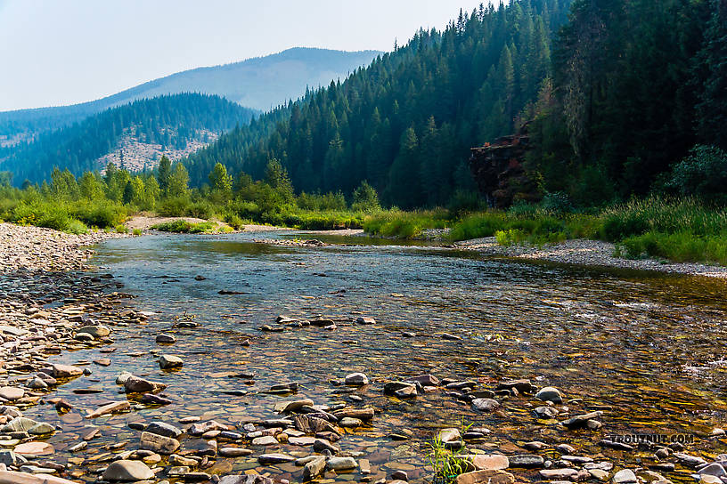  From the North Fork Couer d'Alene River in Idaho.