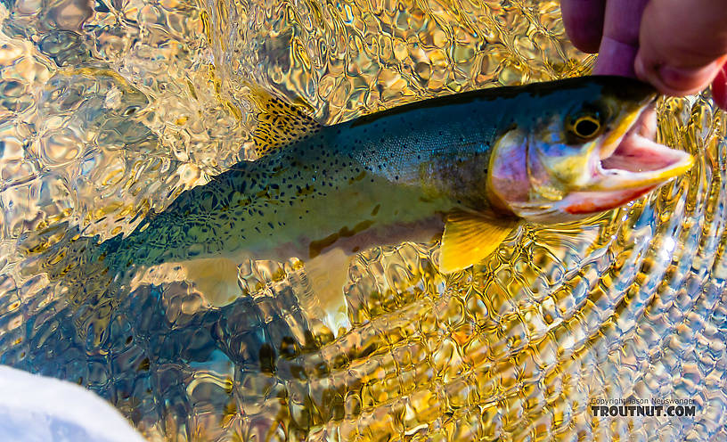  From the North Fork Couer d'Alene River in Idaho.