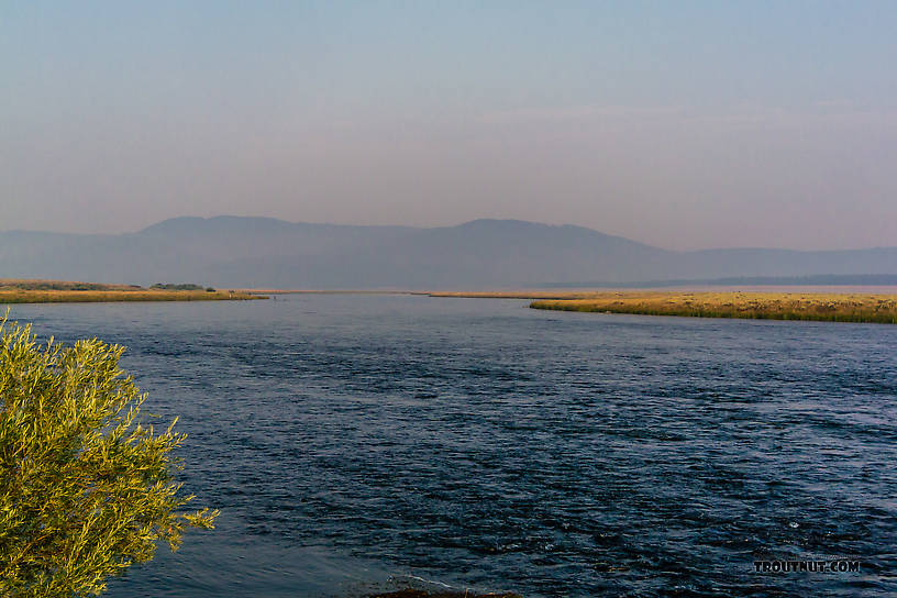  From the Henry's Fork of the Snake River in Idaho.