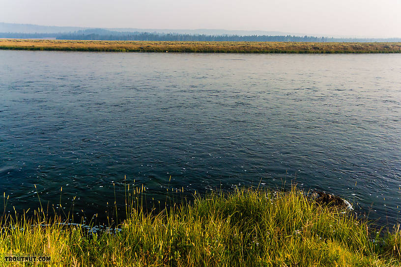 I was fairly astonished to see a river so wide that could be waded all the way across. From the Henry's Fork of the Snake River in Idaho.