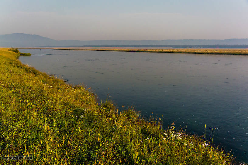 Typical view of the upper part of the famous Harriman Ranch section of the Henry's Fork. From the Henry's Fork of the Snake River in Idaho.