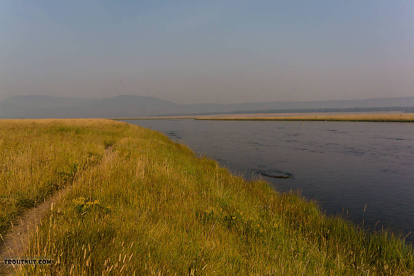  From the Henry's Fork of the Snake River in Idaho.