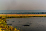 The sky darkened along the banks of the Henry's Fork by clouds of morning Trico spinners. From the Henry's Fork of the Snake River in Idaho.