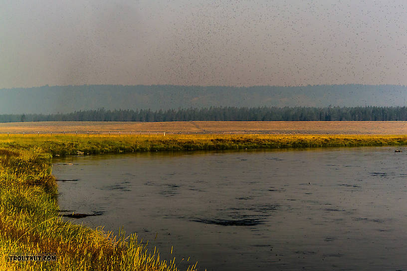 The sky darkened along the banks of the Henry's Fork by clouds of morning Trico spinners. From the Henry's Fork of the Snake River in Idaho.