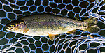 A short (about 12") but football-fat, hard-fighting Henry's Fork rainbow. This was probably the best fish I caught in a morning of Trico fishing, although I hooked a nicer one--maybe 17"--and couldn't keep it out of the ubiquitous mats of vegetation on a 7X Trico tippet. From the Henry's Fork of the Snake River in Idaho.