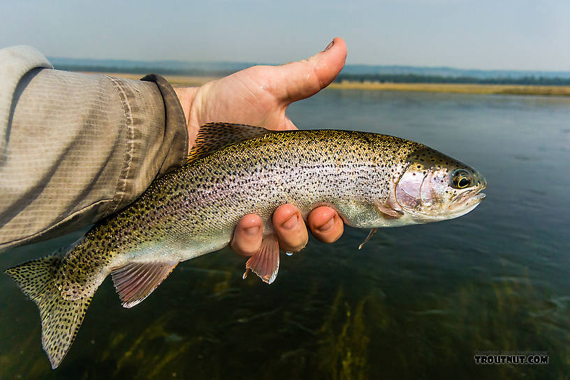  From the Henry's Fork of the Snake River in Idaho.