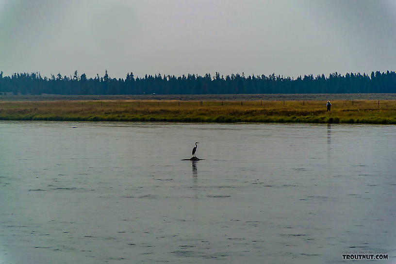  From the Henry's Fork of the Snake River in Idaho.