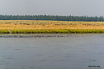 Huge raft of mergansers cruising the Henry's Fork. From the Henry's Fork of the Snake River in Idaho.