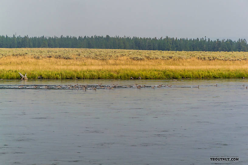 Huge raft of mergansers cruising the Henry's Fork. From the Henry's Fork of the Snake River in Idaho.