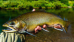 A 15 3/4" Brook Trout, my personal best. I saw this fish chase a smaller one out of the depths of a deep pool, but without a great view I thought it was just a good-sized rainbow. I worked the pool for 15-20 minutes trying to catch that "rainbow" and was thrilled when, after a few minutes of strong fighting, it came close enough for me to see the giant brook trout on the end of my line. From the Mystery Creek # 217 in Wyoming.