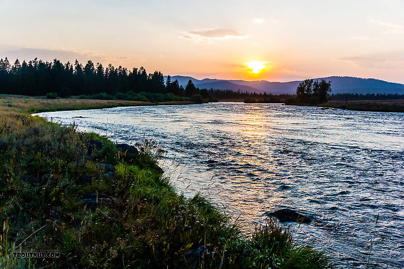 Lower end of the storried Harriman Ranch section of the Henry's  From the Henry's Fork of the Snake River in Idaho.