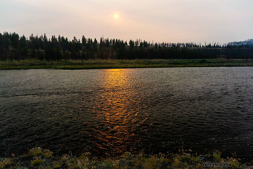  From the Madison River in Wyoming.