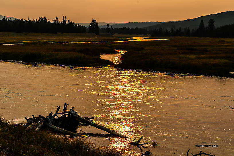  From the Madison River in Wyoming.