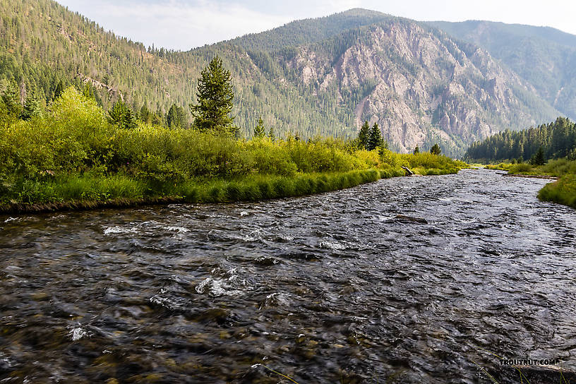  From the Madison River in Montana.