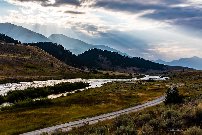 The famous Madison River From the Madison River in Montana.