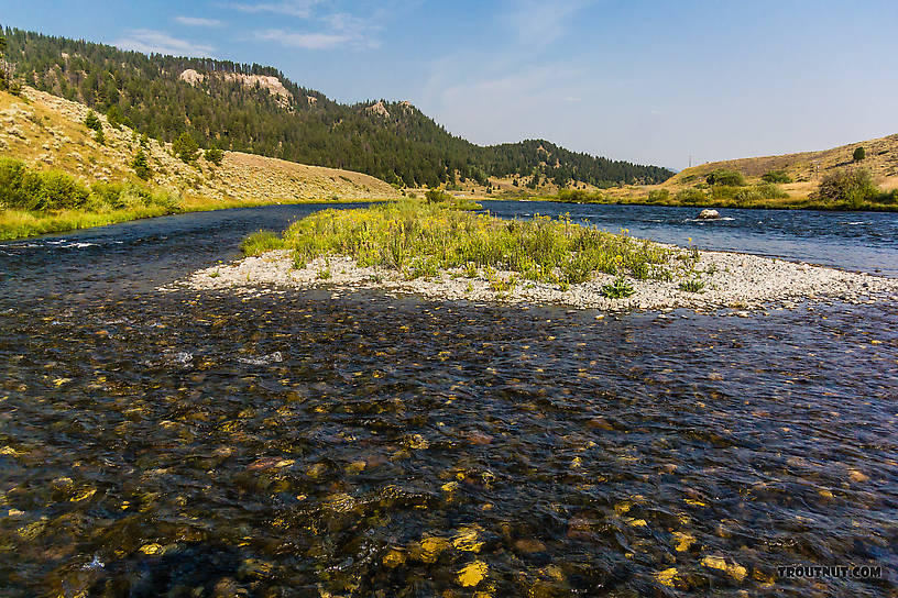  From the Madison River in Montana.