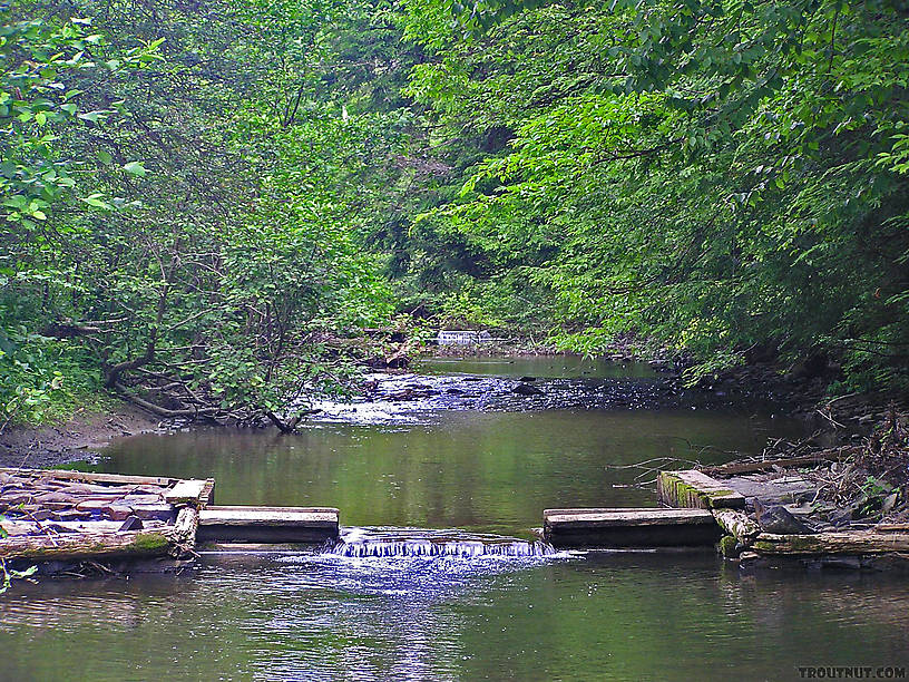 The NY DEC has installed these trout habitat improvements on a small upstate stream.  I found that most fish in the stream orient to them. From the West Branch of Owego Creek in New York.