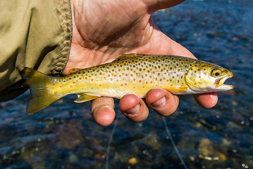 This little brown saved me from officially skunking on my first trip to the Madison, which saw several larger fish swipe at streamers or big dry flies but no hookups in the midday sun. From the Madison River in Montana.