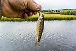 The fish I encountered in this creek were smaller than those in some other Montana waters. From Duck Creek in Montana.