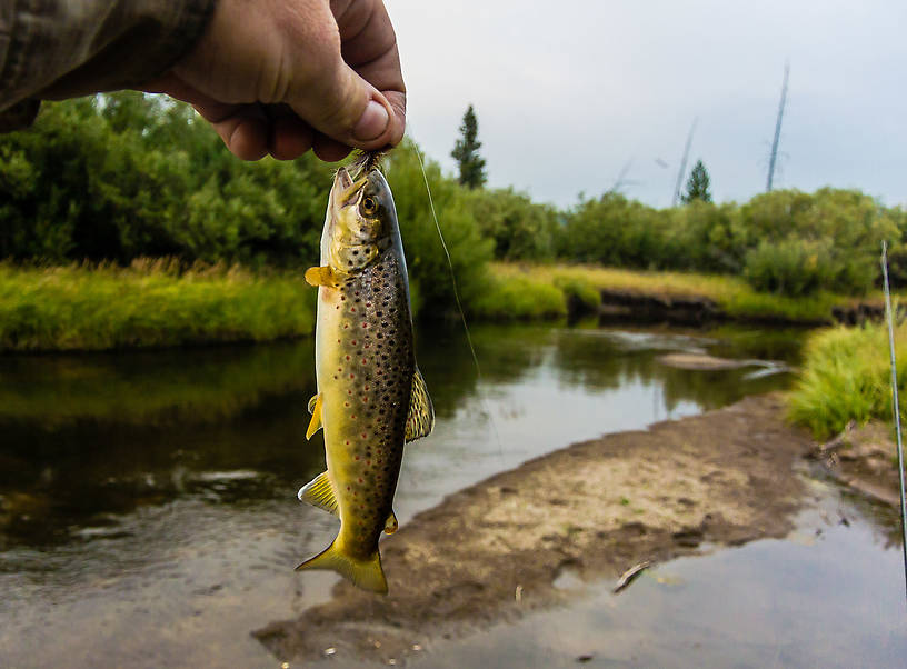  From Duck Creek in Montana.