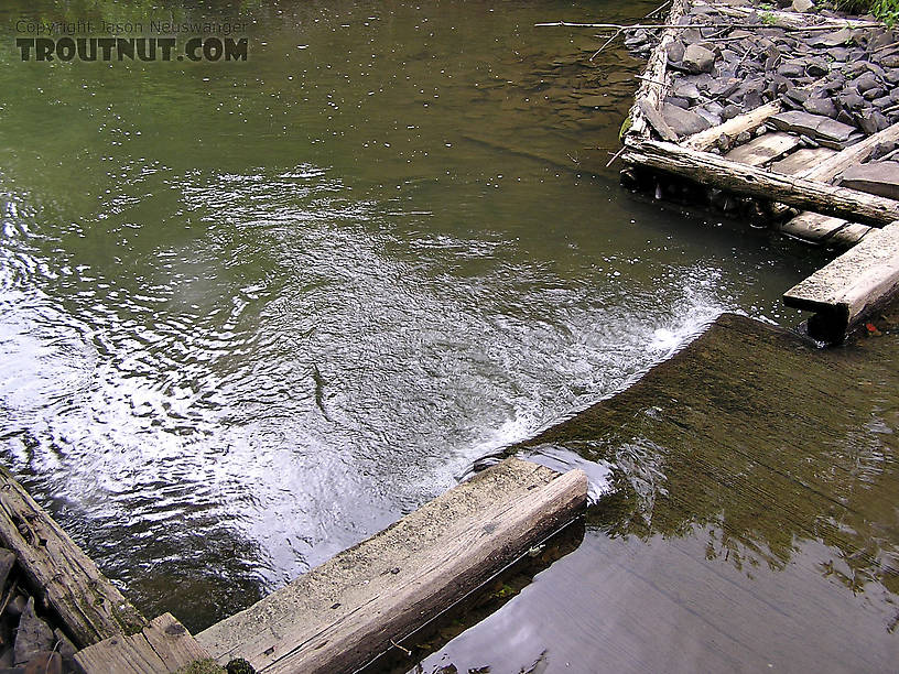 The NY DEC has installed these trout habitat improvements on a small upstate stream.  I found that most fish in the stream orient to them. From the West Branch of Owego Creek in New York.