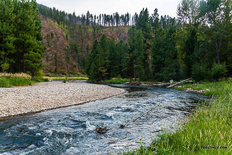  From Rock Creek in Montana.