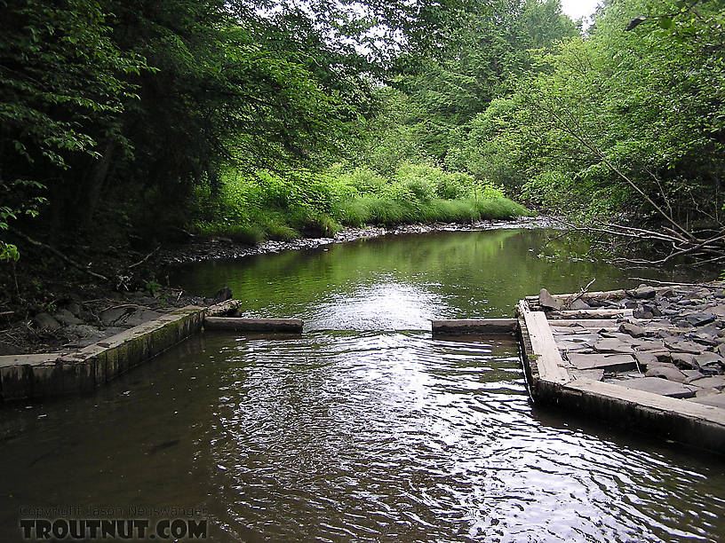 The NY DEC has installed these trout habitat improvements on a small upstate stream.  I found that most fish in the stream orient to them. From the West Branch of Owego Creek in New York.