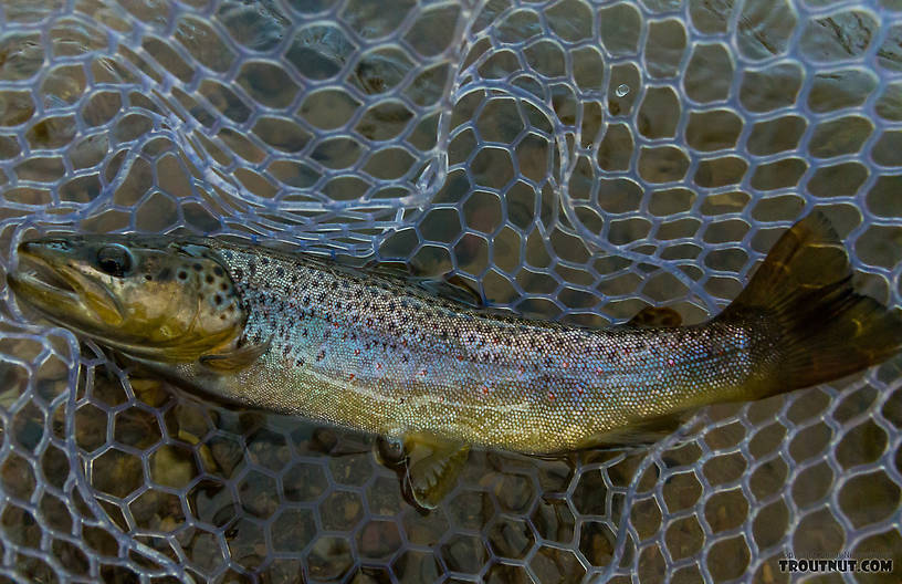  From Rock Creek in Montana.