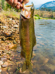 This 14.5-inch, beautifully crossed cutbow put up one of the best fights I've ever had from a fish anywhere near that size and was one of the most memorable of my 2018 Montana trip, despite not being in the top ten for length. I had to chase it a good distance downstream and thread my rod through some brush to bring it to hand. From Rock Creek in Montana.