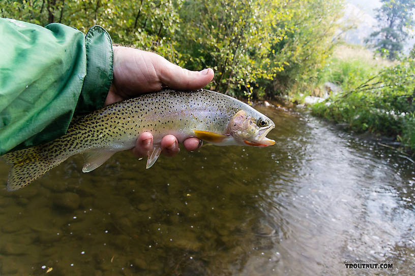  From Rock Creek in Montana.