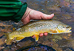  From Rock Creek in Montana.