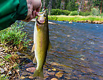  From Rock Creek in Montana.