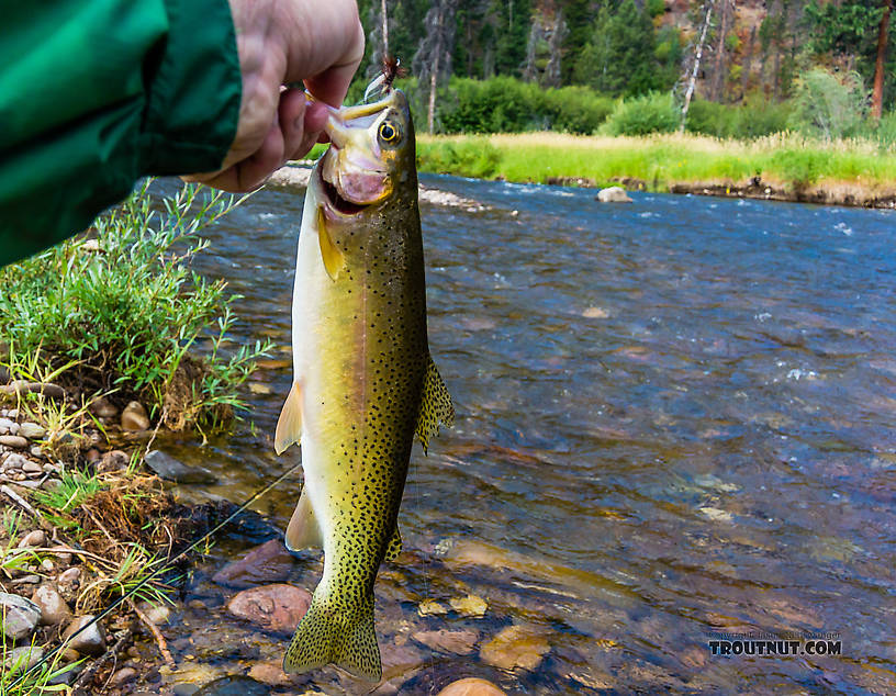  From Rock Creek in Montana.