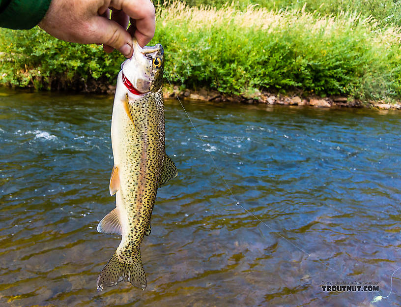  From Rock Creek in Montana.