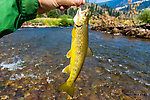  From Rock Creek in Montana.