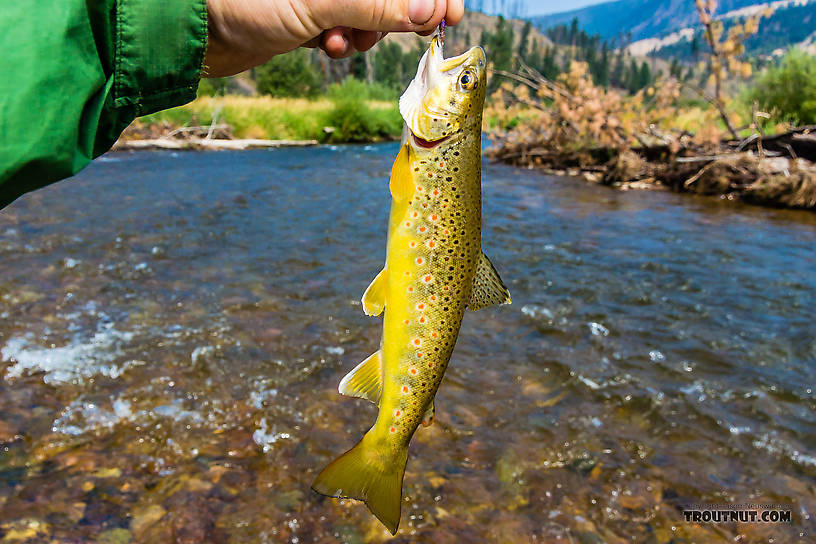  From Rock Creek in Montana.