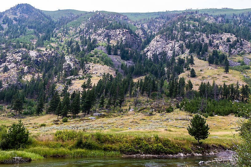  From Mystery Creek # 227 in Montana.