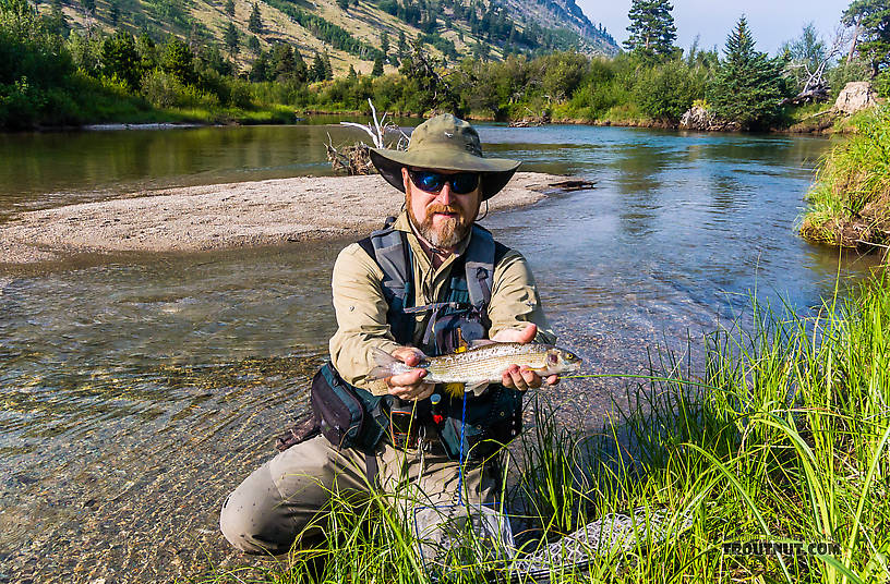  From Mystery Creek # 227 in Montana.