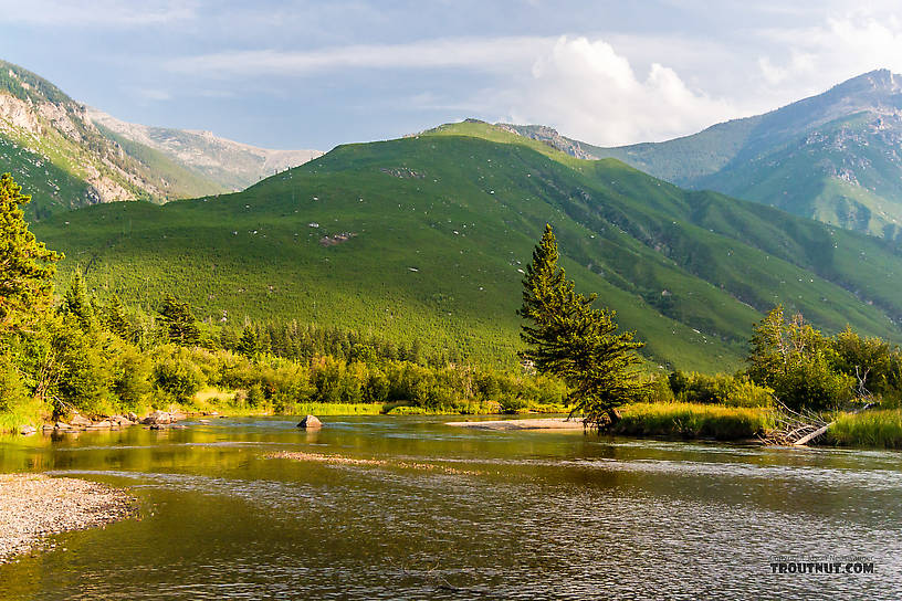  From Mystery Creek # 227 in Montana.