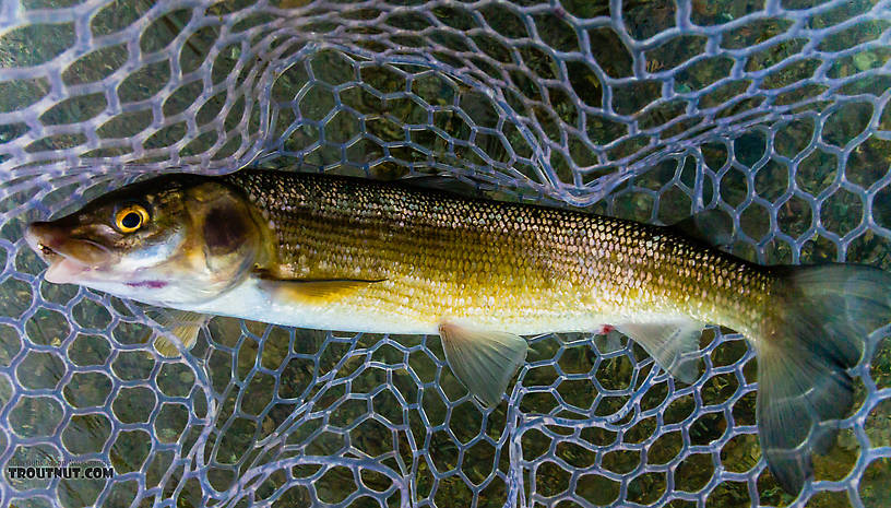 Mountain whitefish From Mystery Creek # 227 in Montana.