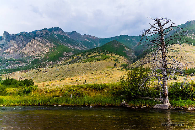  From Mystery Creek # 227 in Montana.