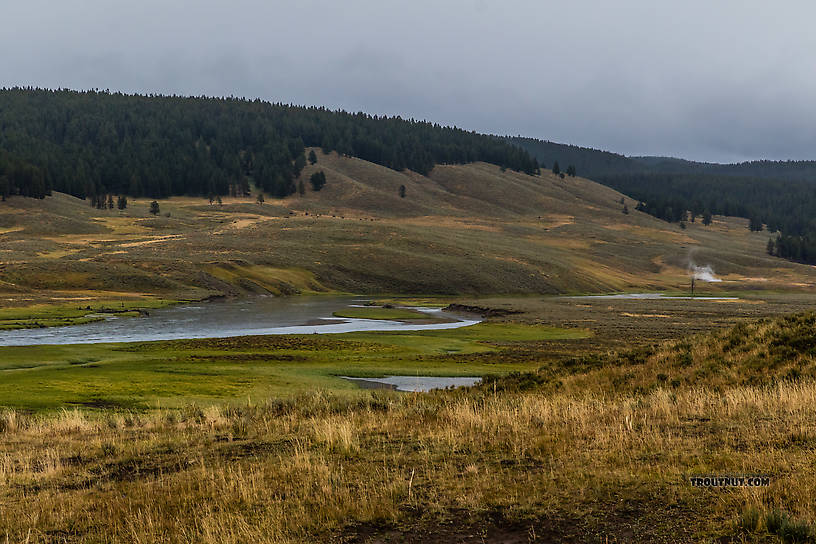  From the Yellowstone River in Wyoming.