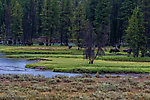  From the Yellowstone River in Wyoming.