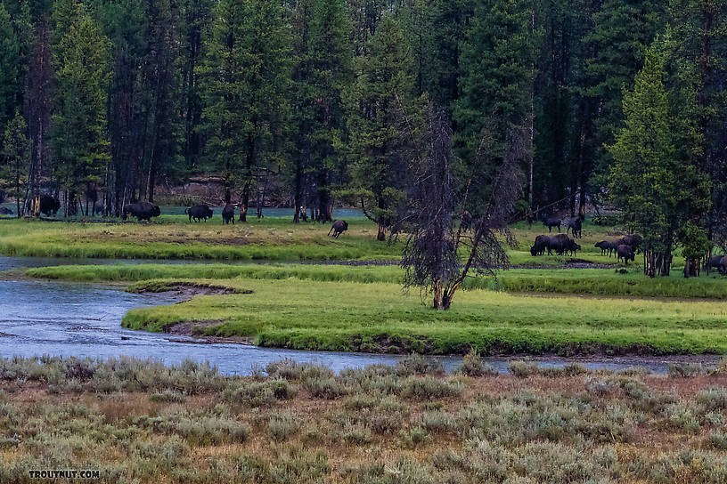  From the Yellowstone River in Wyoming.