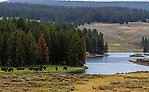  From the Yellowstone River in Wyoming.