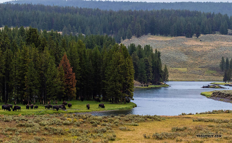  From the Yellowstone River in Wyoming.