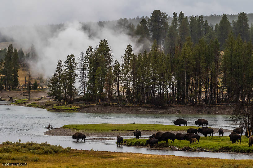  From the Yellowstone River in Wyoming.