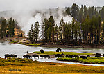 Bison crossing the Yellowstone River From the Yellowstone River in Wyoming.