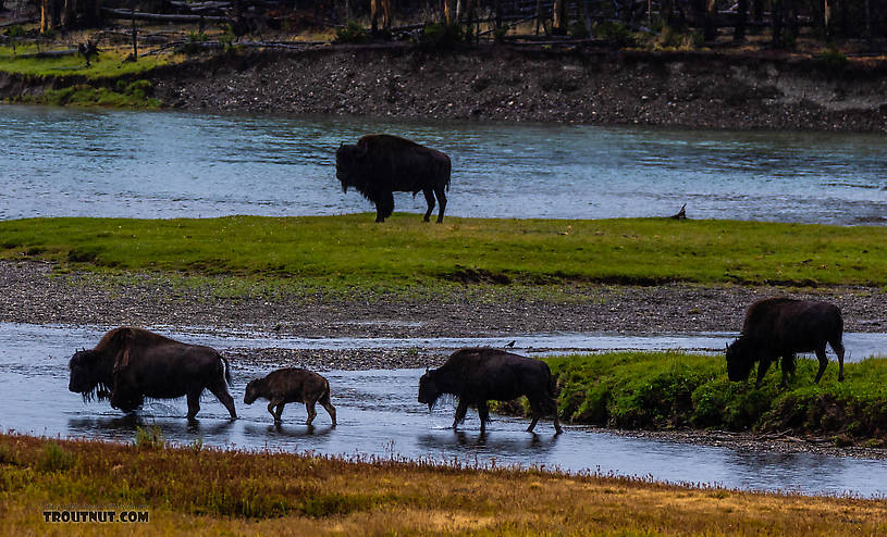  From the Yellowstone River in Wyoming.