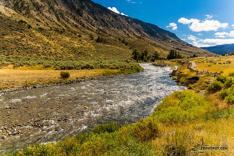  From the Gardner River in Montana.